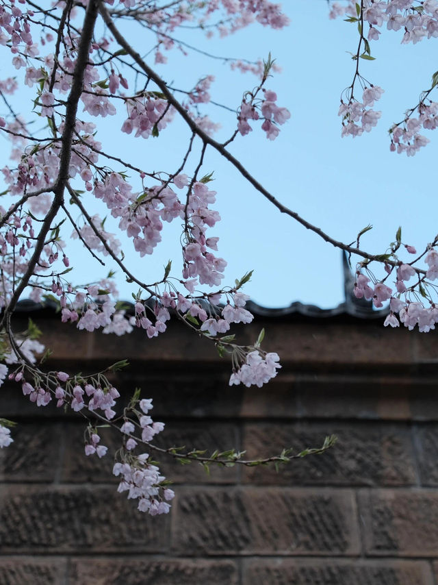 🌸札幌外港小樽 | 邂逅絢爛櫻花季🌸
