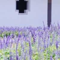 廣州文化館｜闖入莫奈花園的紫色夢境花海💜 
