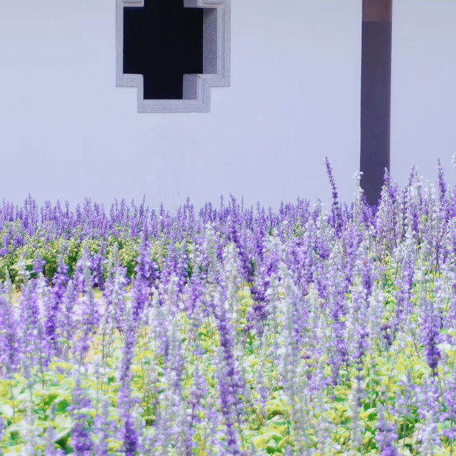 廣州文化館｜闖入莫奈花園的紫色夢境花海💜 
