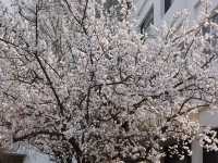 🌸釜山大學，邂逅浪漫櫻海🌸