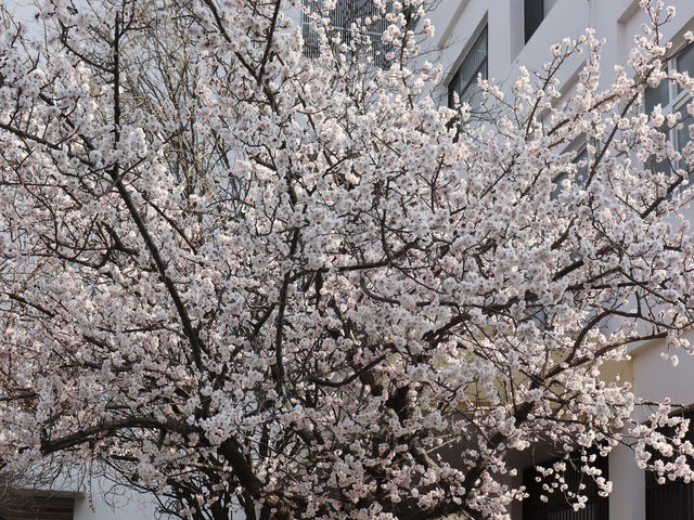 🌸釜山大學，邂逅浪漫櫻海🌸