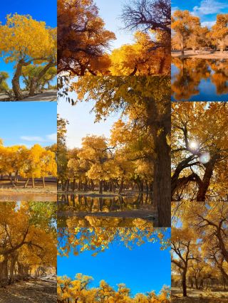 Bước vào phiên bản thực sự của câu chuyện cổ tích vàng | Rừng Populus euphratica ở Ejina Banner
