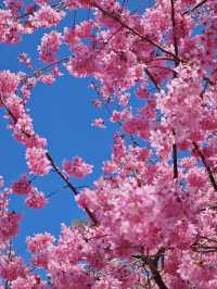 🌸新竹司馬庫斯 | 櫻花仙境大揭秘🌸