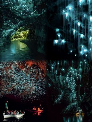 Explore the Magical World of Australian Glowworms