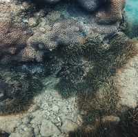 深圳大澳灣：浮潛與趕海嘅夢幻之境