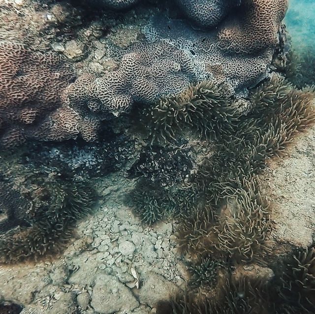 深圳大澳灣：浮潛與趕海嘅夢幻之境