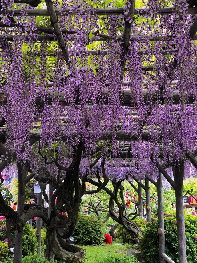 東京小众神社 | 龜戶天神社探秘