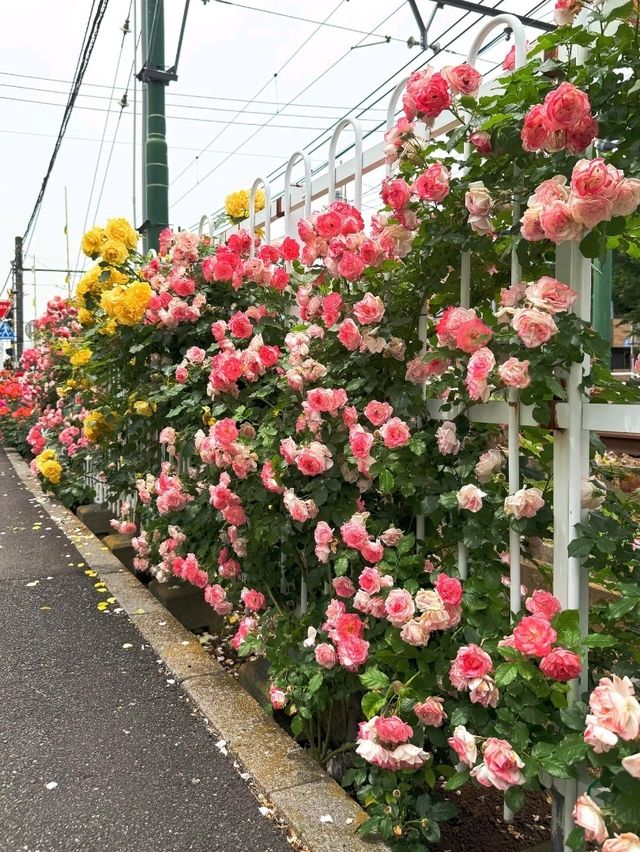 東京都電荒川線交通攻略｜搭復古電車漫遊懷舊東京
