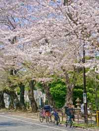 東京昭和风貓街交通攻略｜漫步復古時光的私藏路線