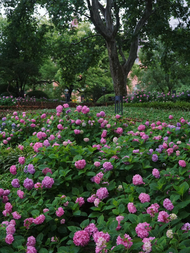 花情實況播報🌸閘北公園古風繡球秘境