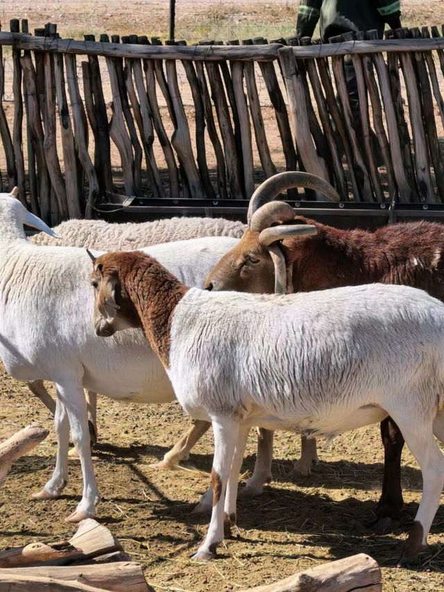 跟團實錄｜納米比亞RIVER CHALETS迷你動物園