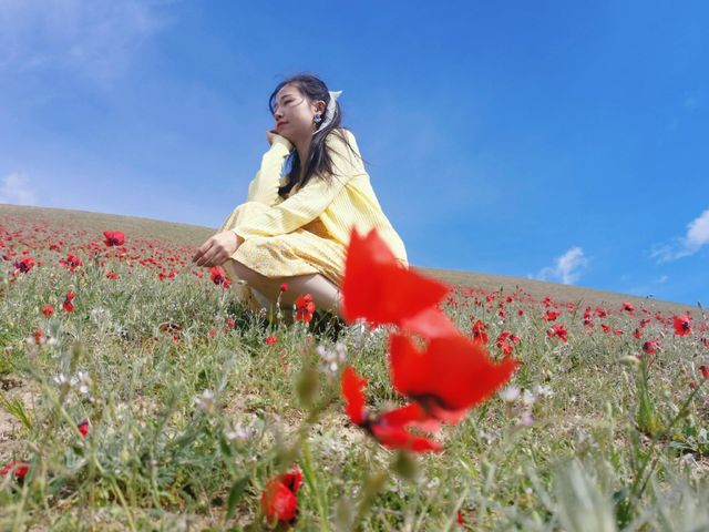穿越6000公里！只為帶媽媽追新疆天山紅花