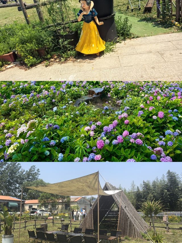 揚州花海！闖入被森林環繞的莫奈花園