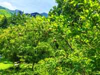 莫干山自然居，藏喺山林入面嘅理想小院