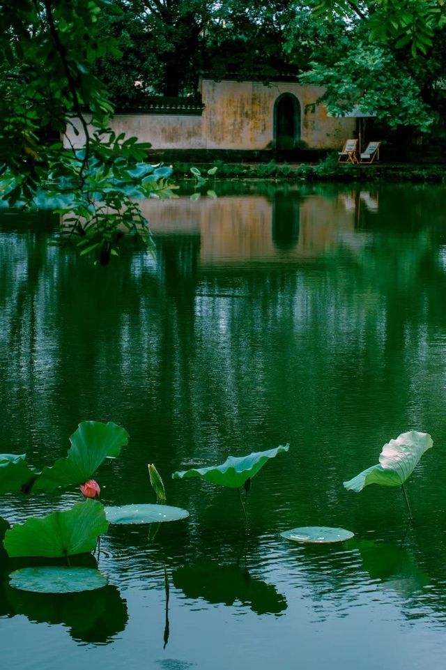 荷花初綻，澍德堂的夏日序曲已悄然奏響