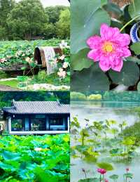 黿頭渚夏日清涼暴擊