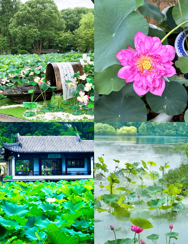 黿頭渚夏日清涼暴擊