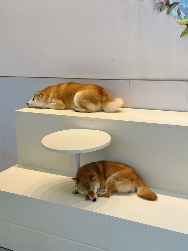 深圳新洲，柴犬天堂，太治癒啦～