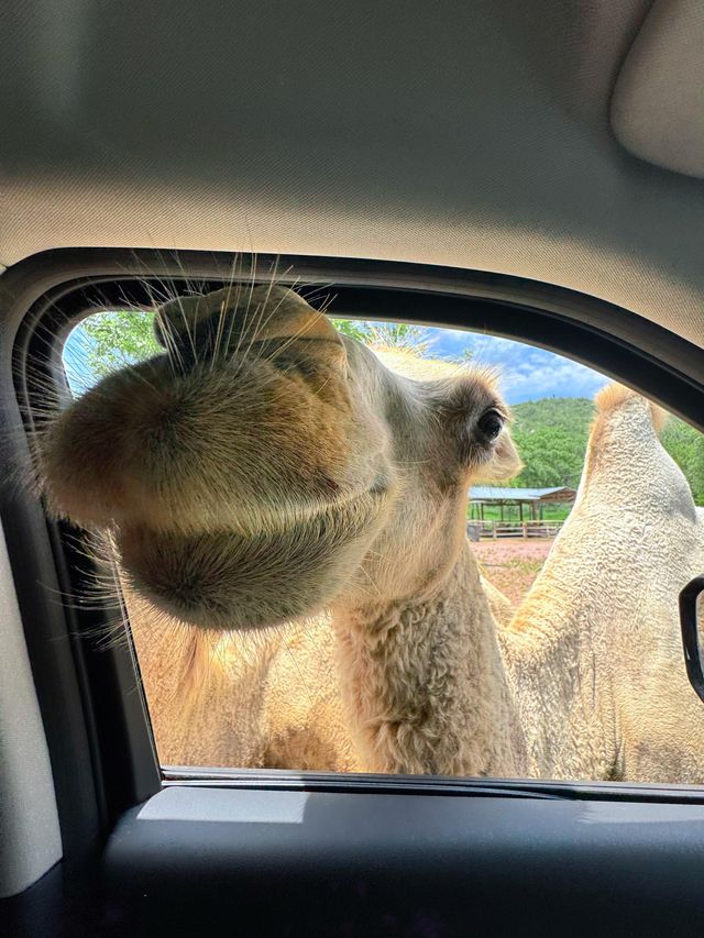 帶小朋友必去嘅小眾動物園