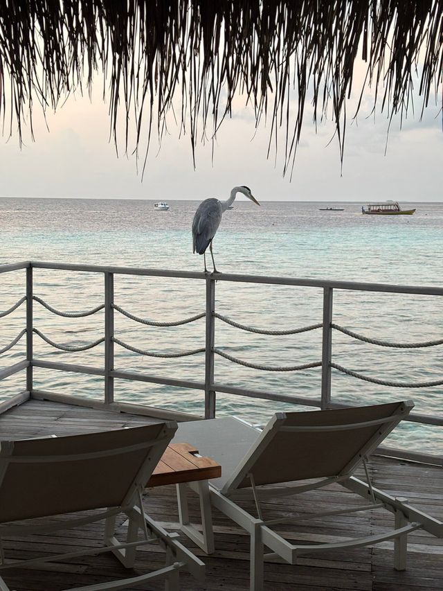 Favorite Spot in the Maldives: Constance Moofushi