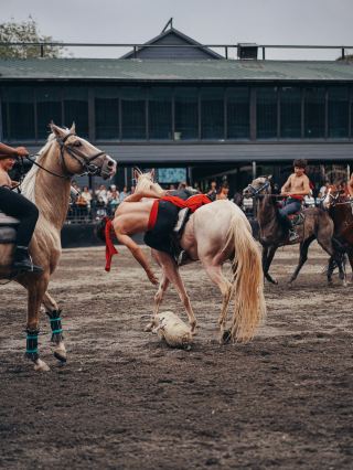 打卡全球最大的汗血馬基地，一次性飽覽近百匹汗血馬