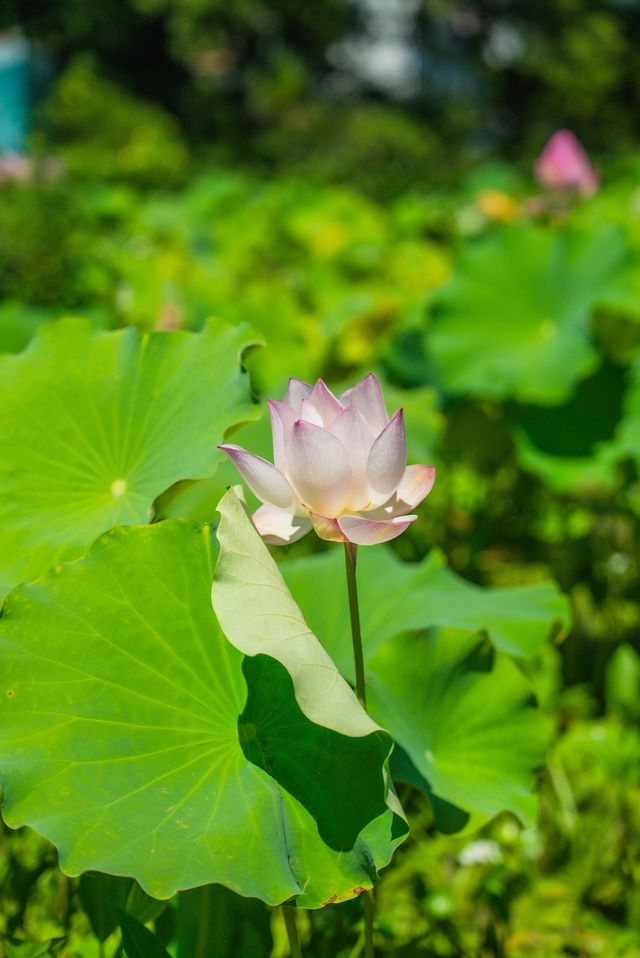 桐廬非常小眾的出片機位|水口禪寺旅遊攻略