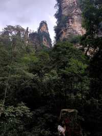 Epic Jungle Adventure: Golden Whip Valley Walk in Zhangjiajie 🌲🐒