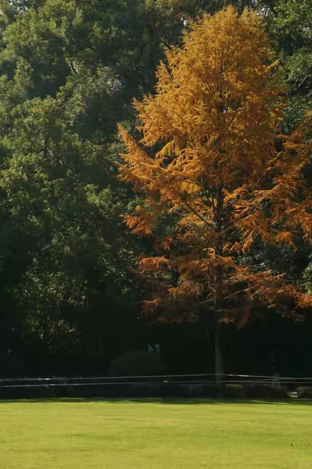 長沙8個惬意感拉滿的野餐地，明天就去吧！