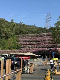 仙湖植物園：深圳綠肺，藏盡四季植物奇觀