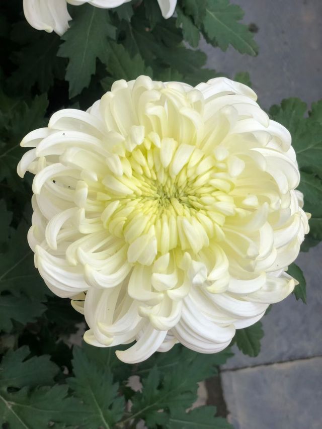 清明上河園絕美菊花展