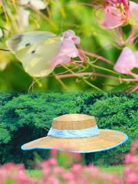 廣州秋日醉蝶花海正當時,等你入畫
