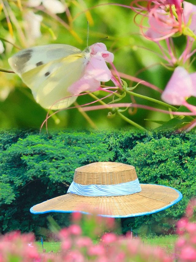 廣州秋日醉蝶花海正當時,等你入畫 廣州秋日醉蝶花海正當時,等你入畫