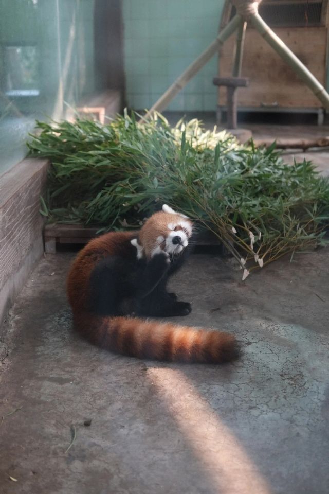 錯峰逛動物園太有感覺了