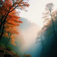 曲靖秋日秘境！雲南小眾賞楓地被嚴重低估的菌子山