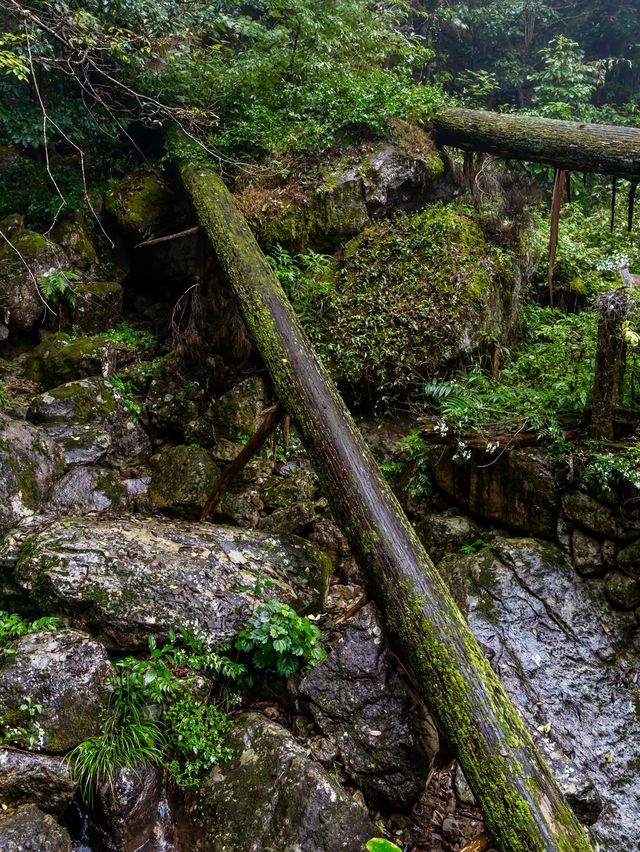 杭州出發1.5小時我闖入了一片雨霧森林 杭州出發1.5小時我闖入了一片雨霧森林