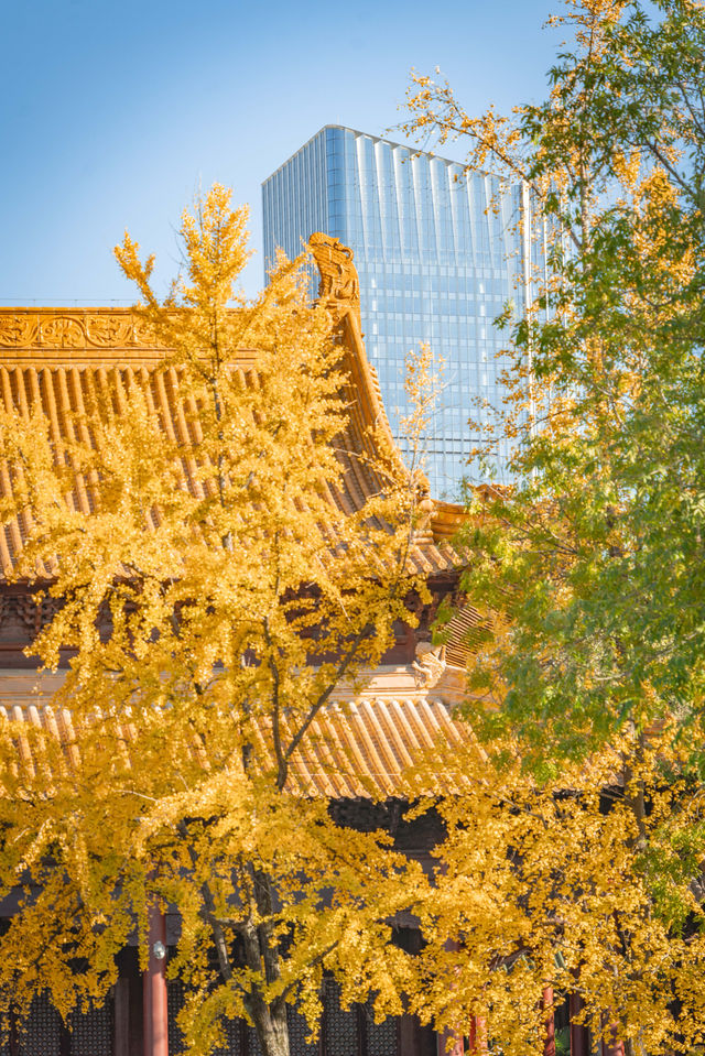 南京的秋色宜人,來這裡感受旅遊旅遊景點攻略 南京的秋色宜人,來這裡感受旅遊旅遊景點攻略