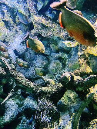 A Tunnel of Wonders: From Fish to Spiders in Trabzon Aquarium 🐠🐟 