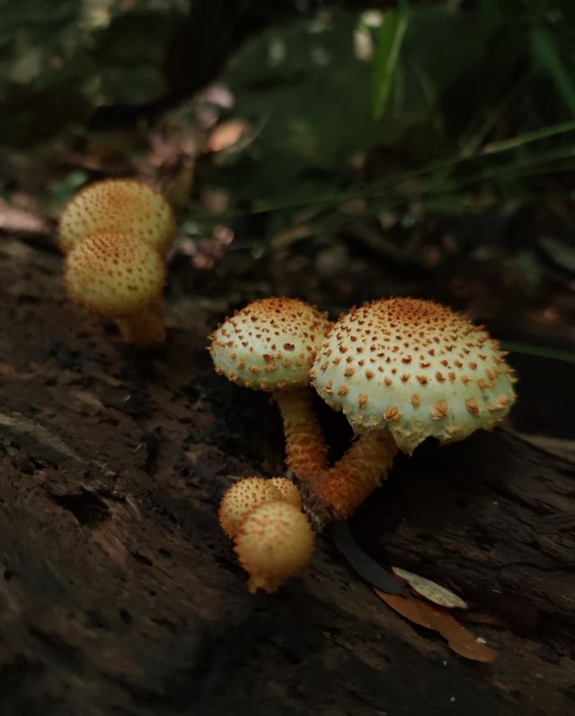 隱藏版瀑布仙境 隱藏版瀑布仙境