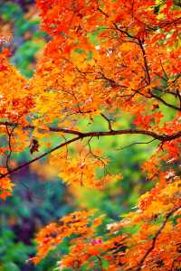 帝都秋色必打卡地