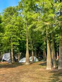 紹興秋日限定：20min高鐵直達，銀杏古寺醉江南