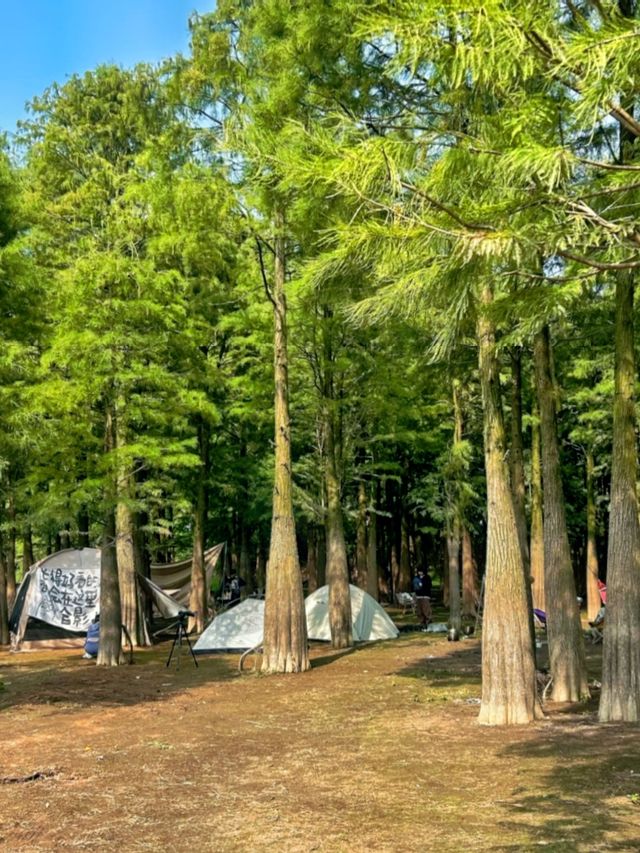 紹興秋日限定：20min高鐵直達，銀杏古寺醉江南