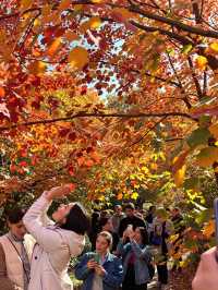 北京密雲紅花峪這才是秋日的私藏秘境！0元人少景美絕絕子