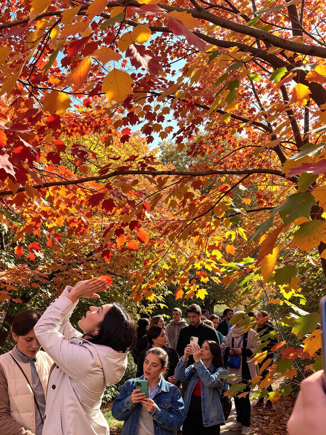 北京密雲紅花峪這才是秋日的私藏秘境！0元人少景美絕絕子