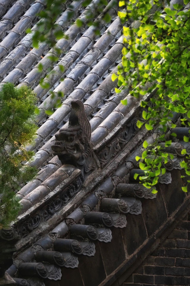 登封最佳銀杏拍攝地