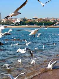 青島冬日元氣旅拍：與西伯利亞海鷗撞個滿懷