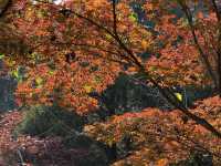 秋日虞山賞楓季