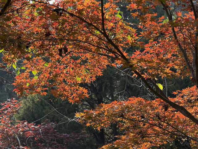 秋日虞山賞楓季