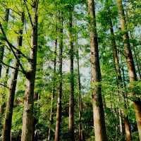 踏浪尋根-廣富林的千年時光漫遊