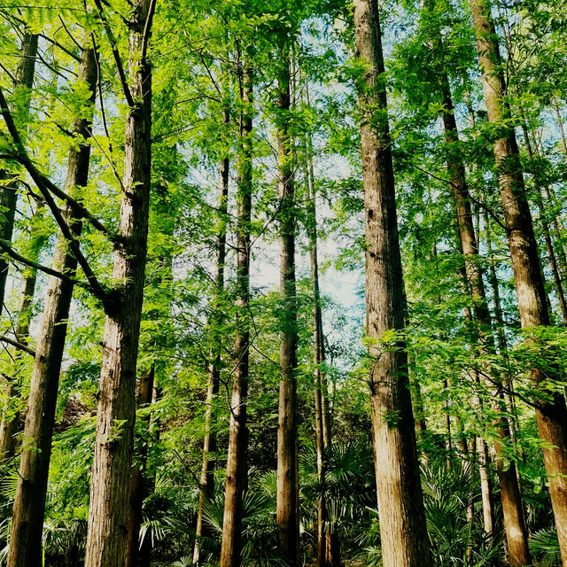 踏浪尋根-廣富林的千年時光漫遊 踏浪尋根-廣富林的千年時光漫遊