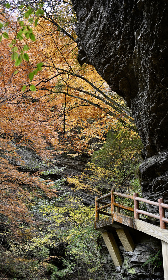 陝西秋日封神之境！黎坪紅葉美到失語